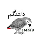 KASKO (ペルシア語)（個別スタンプ：22）