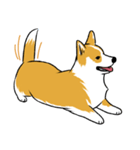 Long Tail Corgi (Multilingual)（個別スタンプ：1）