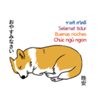 Long Tail Corgi (Multilingual)（個別スタンプ：4）