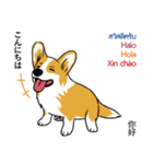 Long Tail Corgi (Multilingual)（個別スタンプ：7）