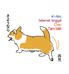 Long Tail Corgi (Multilingual)（個別スタンプ：8）