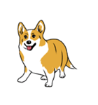 Long Tail Corgi (Multilingual)（個別スタンプ：10）