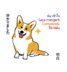 Long Tail Corgi (Multilingual)（個別スタンプ：11）