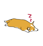 Long Tail Corgi (Multilingual)（個別スタンプ：13）