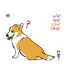 Long Tail Corgi (Multilingual)（個別スタンプ：15）