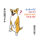 Long Tail Corgi (Multilingual)（個別スタンプ：16）