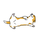 Long Tail Corgi (Multilingual)（個別スタンプ：17）