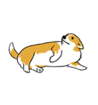 Long Tail Corgi (Multilingual)（個別スタンプ：18）