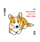 Long Tail Corgi (Multilingual)（個別スタンプ：19）