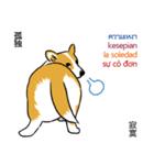 Long Tail Corgi (Multilingual)（個別スタンプ：20）