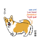 Long Tail Corgi (Multilingual)（個別スタンプ：23）