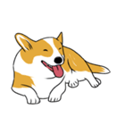 Long Tail Corgi (Multilingual)（個別スタンプ：25）