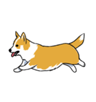 Long Tail Corgi (Multilingual)（個別スタンプ：26）