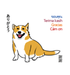 Long Tail Corgi (Multilingual)（個別スタンプ：27）