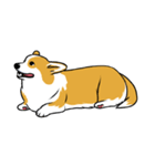 Long Tail Corgi (Multilingual)（個別スタンプ：34）