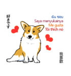 Long Tail Corgi (Multilingual)（個別スタンプ：36）