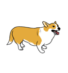 Long Tail Corgi (Multilingual)（個別スタンプ：37）