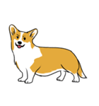 Long Tail Corgi (Multilingual)（個別スタンプ：38）