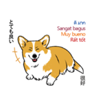 Long Tail Corgi (Multilingual)（個別スタンプ：39）