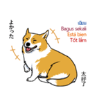 Long Tail Corgi (Multilingual)（個別スタンプ：40）