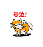 日本 柴犬 14（個別スタンプ：14）