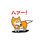 日本 柴犬 14（個別スタンプ：16）