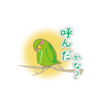 動く！インコ（個別スタンプ：8）