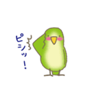 動く！インコ（個別スタンプ：15）