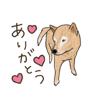 柴犬けんちまん（個別スタンプ：1）