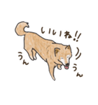 柴犬けんちまん（個別スタンプ：6）