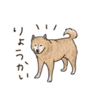 柴犬けんちまん（個別スタンプ：7）