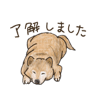 柴犬けんちまん（個別スタンプ：8）