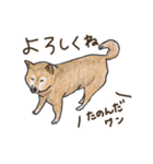 柴犬けんちまん（個別スタンプ：12）