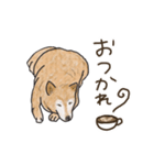 柴犬けんちまん（個別スタンプ：13）