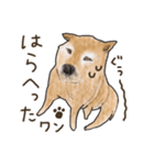 柴犬けんちまん（個別スタンプ：20）