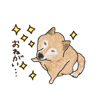 柴犬けんちまん（個別スタンプ：21）