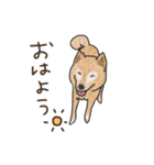 柴犬けんちまん（個別スタンプ：26）