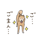 柴犬けんちまん（個別スタンプ：29）