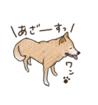 柴犬けんちまん（個別スタンプ：39）