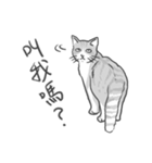 Annoying Cat - Mifu（個別スタンプ：2）