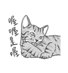 Annoying Cat - Mifu（個別スタンプ：4）