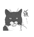 Annoying Cat - Mifu（個別スタンプ：8）
