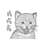 Annoying Cat - Mifu（個別スタンプ：12）