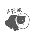 Annoying Cat - Mifu（個別スタンプ：29）