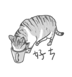 Annoying Cat - Mifu（個別スタンプ：34）