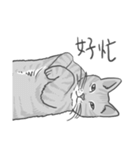 Annoying Cat - Mifu（個別スタンプ：35）