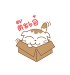 Sa-Rang Cat（個別スタンプ：1）