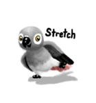 SoftParrots (African Greys)（個別スタンプ：2）