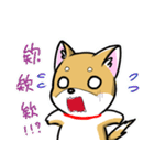 Shiba Inu_Q（個別スタンプ：2）