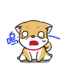 Shiba Inu_Q（個別スタンプ：4）